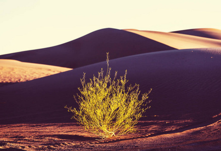 在沙漠日出时美丽的沙丘