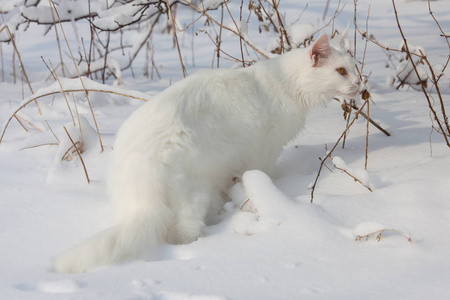 在野生雪白色的缅因库恩猫图片