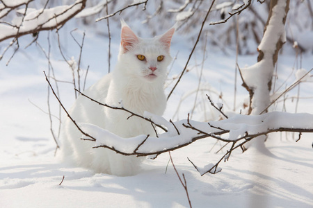 在野生雪白色的缅因库恩猫图片