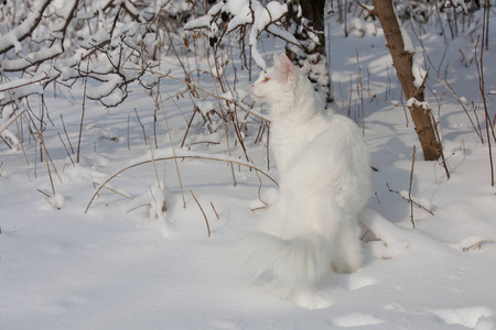 在野生雪白色的缅因库恩猫图片