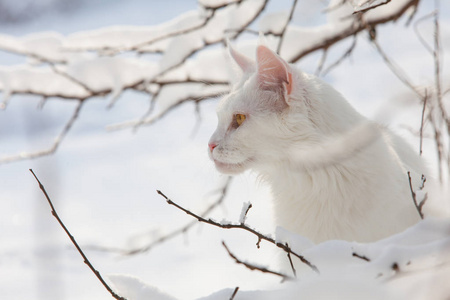 在野生雪白色的缅因库恩猫图片