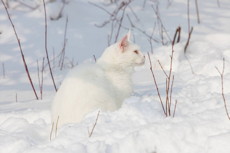 在野生雪白色的缅因库恩猫图片