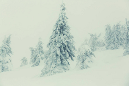 在冬季风景雪盖林