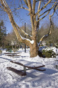 大树树枝和野餐长椅