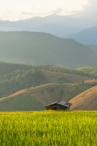 小棚山背景，清迈稻田