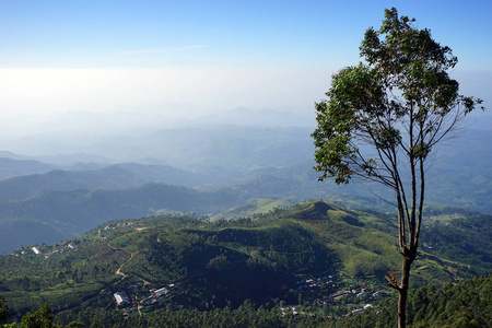 茶园在山岗上，