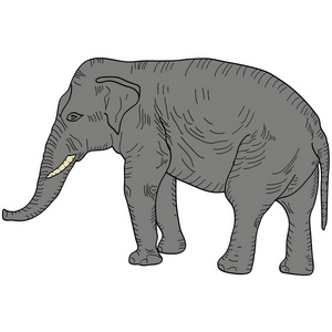 草绘大非洲大象在白色背景上。矢量图