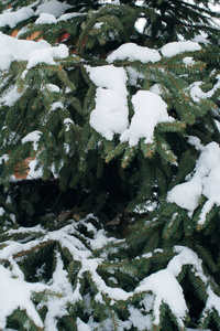 圣诞树, 松树覆盖着雪, 新的一年, 冬天是时候了