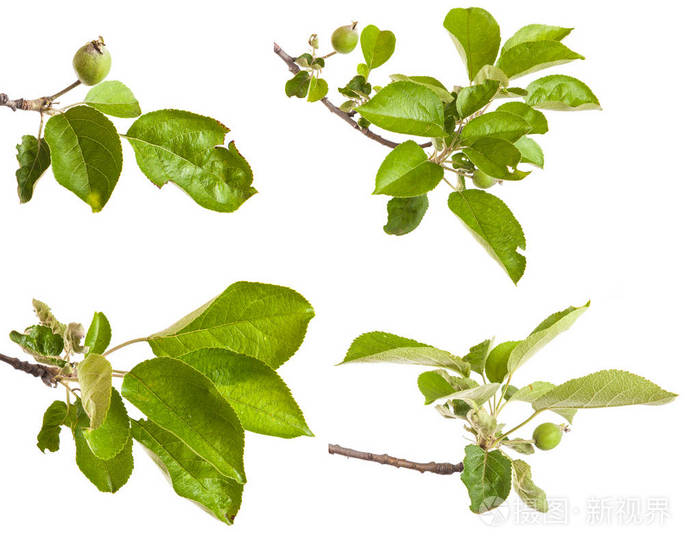 苹果树枝与未成熟的青苹果白坝上孤立