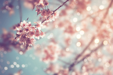 美丽的复古樱花树花图片