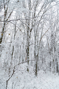 冬天的背景下，在雪地里的树