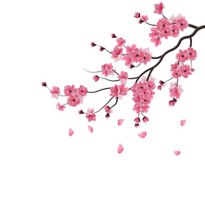 日本的樱花。黑暗的粉色樱花开花的分支。白色背景上的孤立。插图
