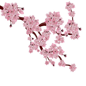 郁郁葱葱的日本樱花树。粉红的樱花开花的分支。白色背景上的孤立。插图