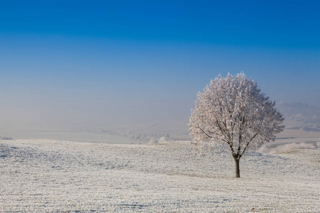 在霜晨雪和霜覆盖树木