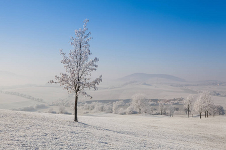 在霜晨雪和霜覆盖树木