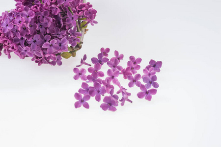 白色衬底上的紫色淡紫色的花束