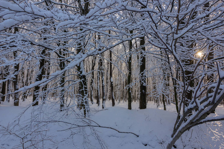 下雪天冬季森林景观