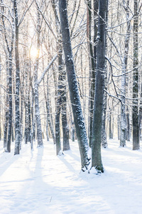 冬天的早晨, 冬天公园上有许多被雪覆盖的树