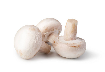 孤立在白色背景上的蘑菇