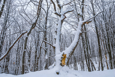 安静的冬季雪域森林场景