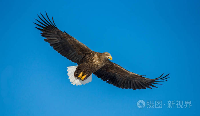 在飞行中的白尾鹰