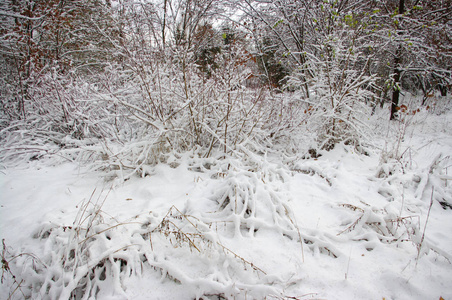 树木覆盖着雪