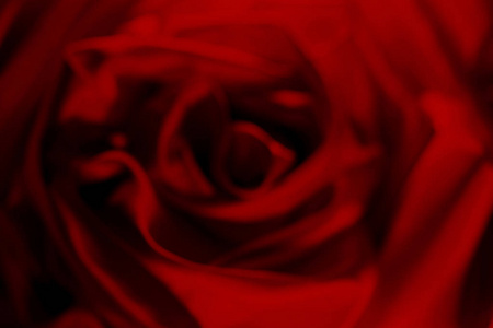 抽象的红玫瑰，美丽的模糊的背景。