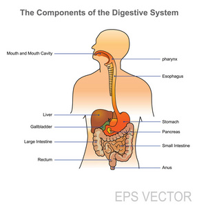 人体的消化系统。矢量设计 插图