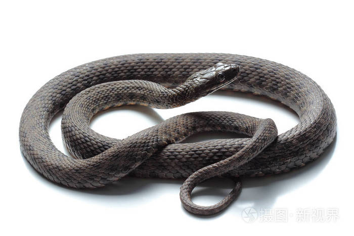 孤立在白色的蛇骰子金钱tessellata
