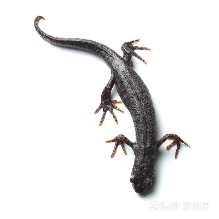 大冠毛蝾螈 (triturus cristatus) 在白色