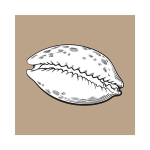 白玛瑙或宝贝贝壳，素描风格矢量图