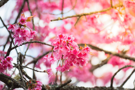 樱花花正在盛开的花朵，在泰国清迈