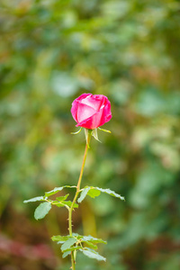 玫瑰花园里的花