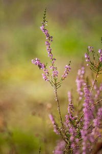 美丽的紫色彩萼石楠花在夏天中的自然背景上