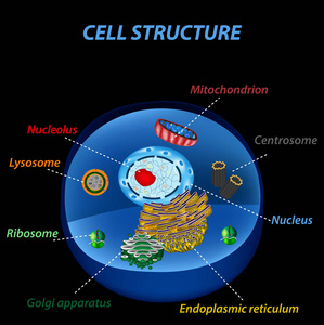 人类细胞的结构。细胞器。核心 内质网 高尔基体 溶酶体 核糖体 线粒体 中心粒。在黑色背景上的矢量图