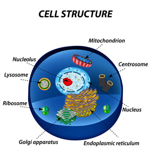 人类细胞的结构。细胞器。核心 内质网 高尔基体 溶酶体 核糖体 线粒体 中心粒。矢量图
