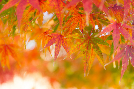 日本枫树的叶子