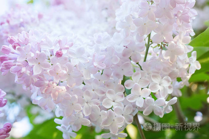 阳光明媚的日子里粉红色的丁香花