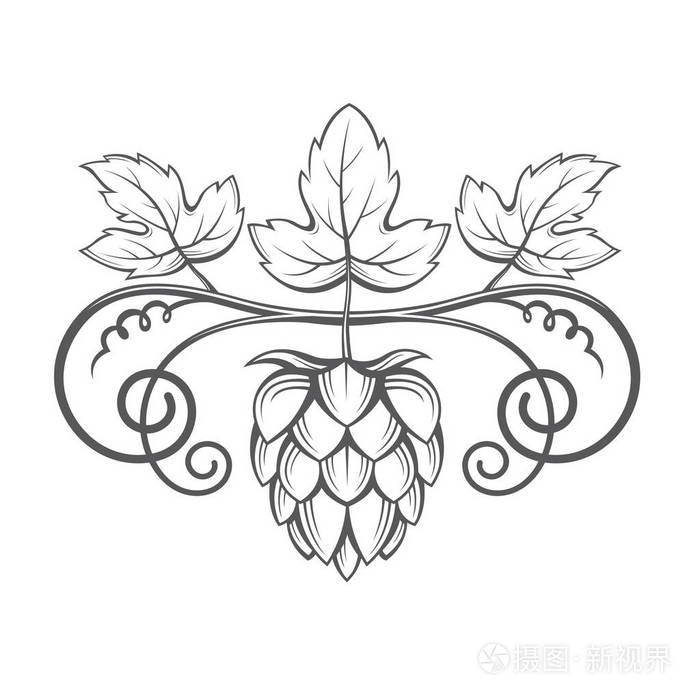 啤酒花的形象