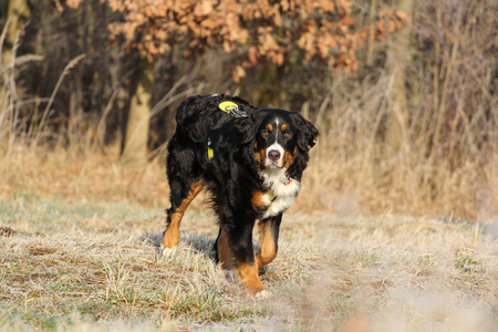 bernese 山狗