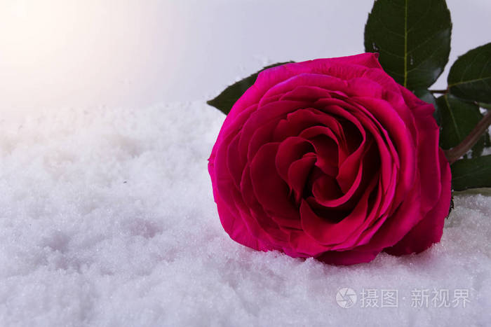 爱情人节那天在雪上美丽的玫瑰