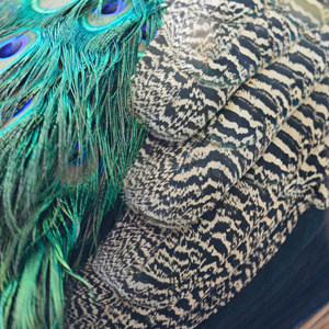 绿孔雀羽毛