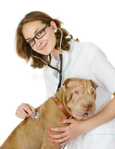 年轻兽医检查成年沙佩犬的心率