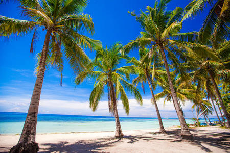 美丽的棕榈和白色的热带海滩