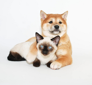 小狗和小猫的朋友图片
