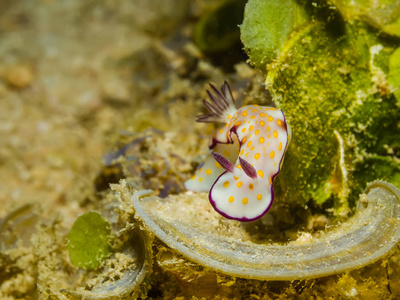 Risbecia 脊，裸鳃亚目