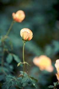 玫瑰花园里的花