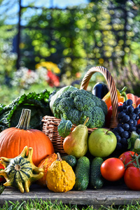 各种新鲜有机蔬菜和水果在花园里