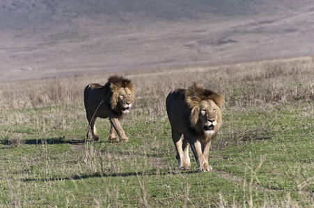 肯尼亚纳库鲁国家公园，两个非洲狮