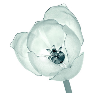 一朵花，白色，郁金香上孤立的 x 射线图像